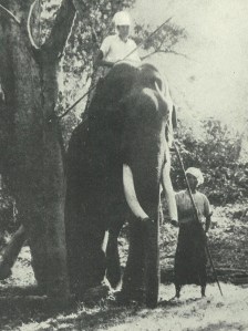 Photograph of a Burmese elephant labelled 'dangerous' by Williams