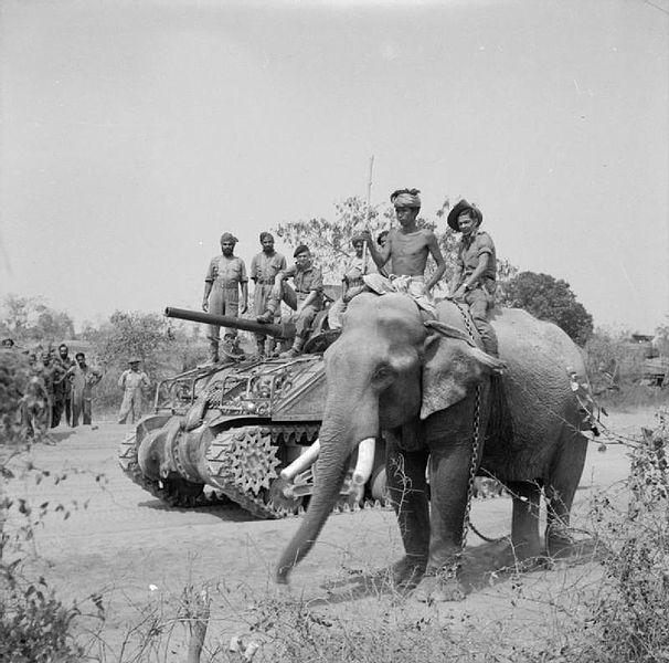 The British commander and Indian crew of a Sherman tank of the 9th Royal Deccan Horse, 255th Indian Tank Brigade, encounter a newly liberated elephant on the road to Meiktila, 29 March 1945