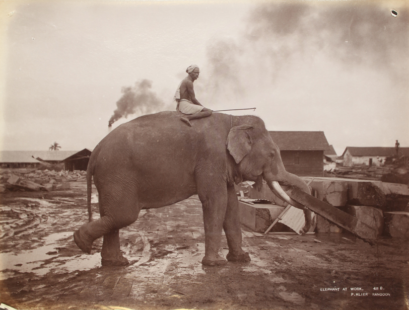 One of Philip Klier fantastic photographs of elephants working in one of Rangoon's timber yards taken in 1907.
