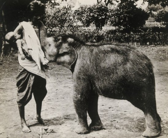 'A newly discovered and captured white elephant, Siam; suckled by a human being' J. H. Evans (Credit: Wellcome Library, London)