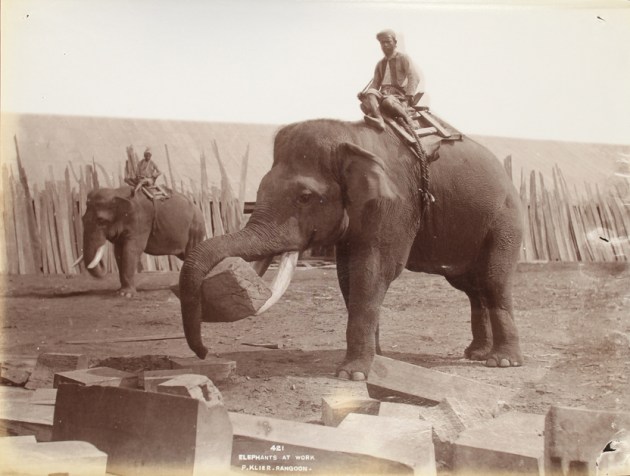 Source: 'Elephants at Work', Philip Klier c.1907