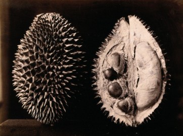 A durian (Durio zibethinus): an entire and sectioned fruit. Credit: Wellcome Library, London.