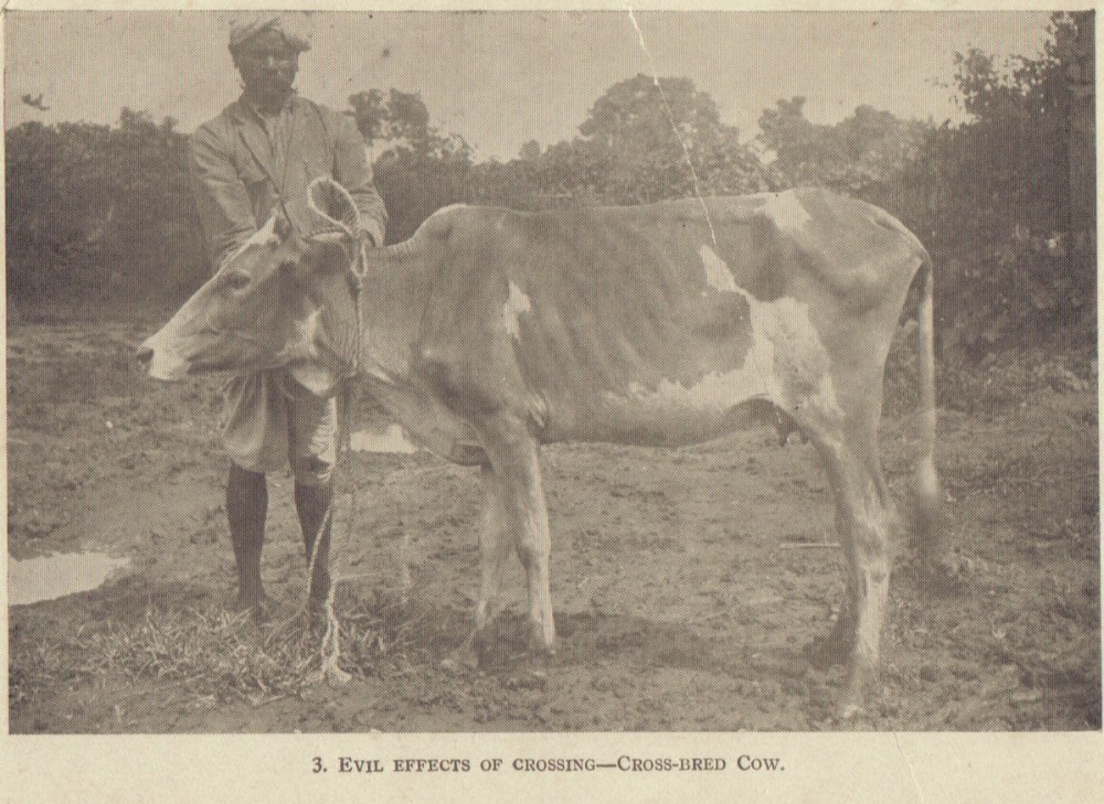 Crossbred Cow