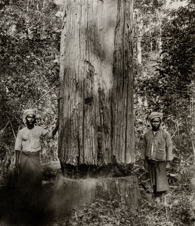 A girdled tree