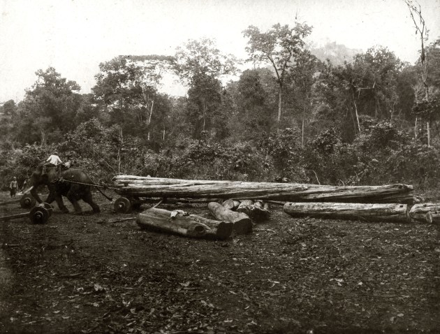 Elephants dragging the tree