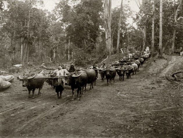 Buffalo moving felled trees