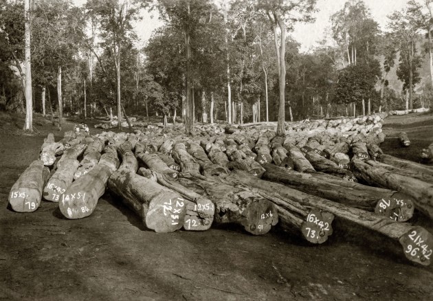Logs at storing ground