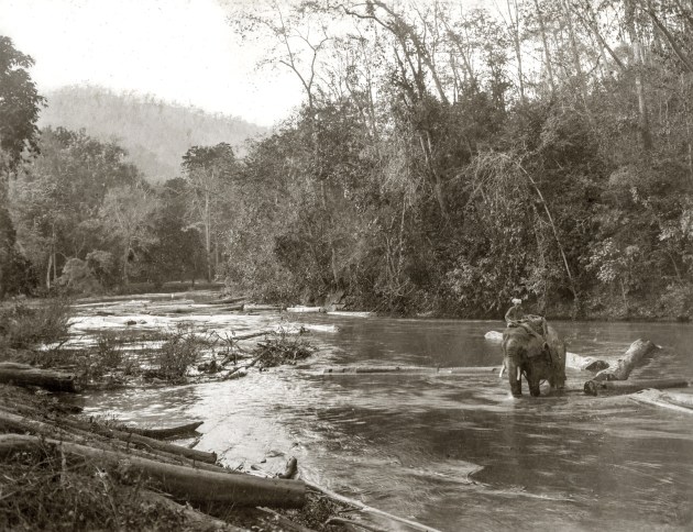 Elephant removing trees from a river