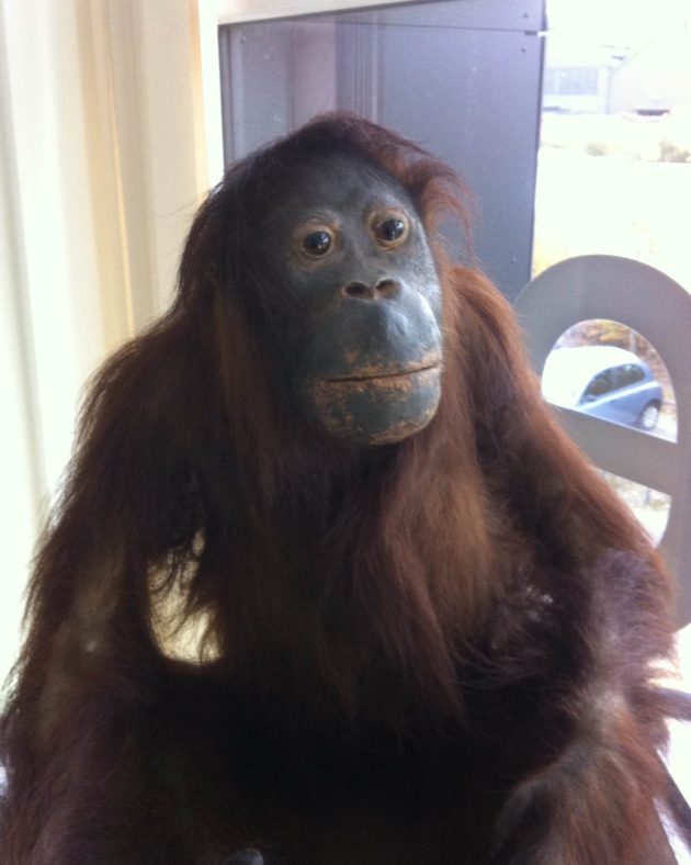 © Leeds Museums and Galleries