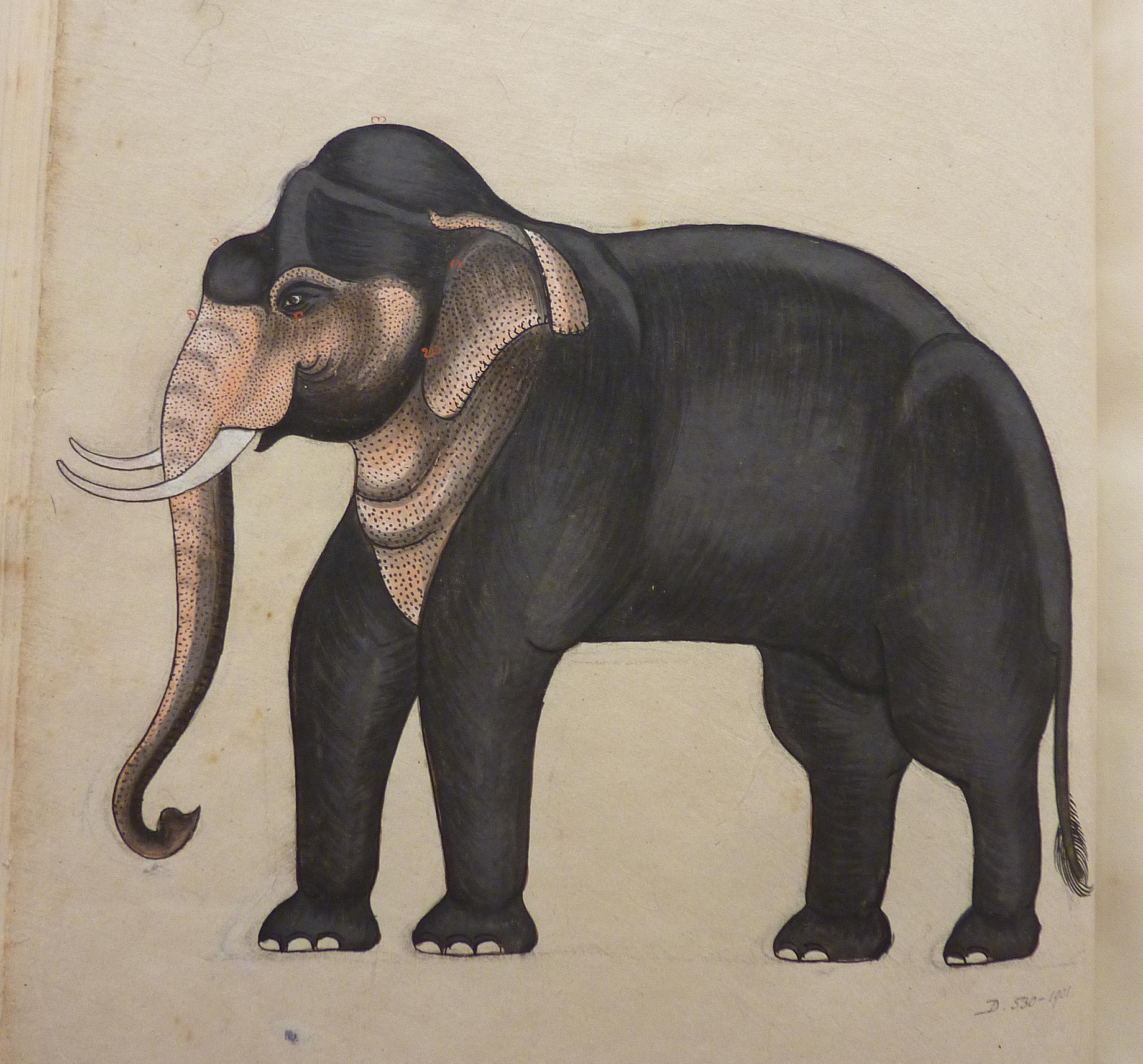D.530-1901 Elephant